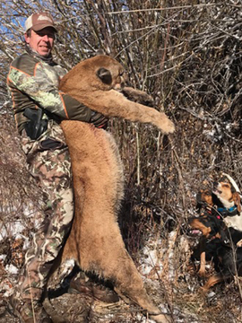 Colorado Trophy Class Cougar / Mountain Lion Hunt
