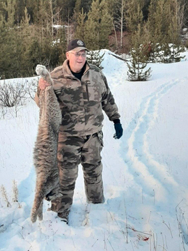 British Columbia Winter Lynx