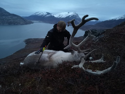 Greenland Caribou Hunt