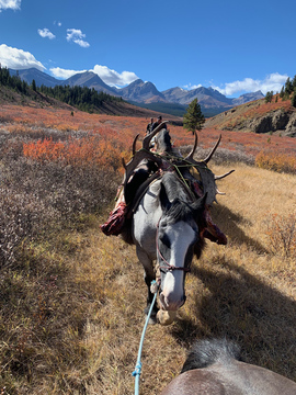Alberta Backcountry Moose Hunt on Horseback 